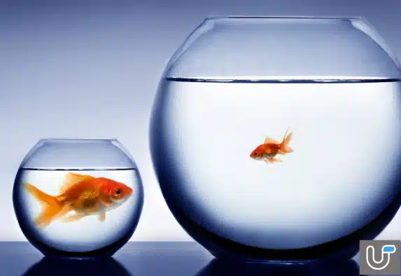 Two goldfish in different-sized bowls, with the smaller fish in the larger bowl