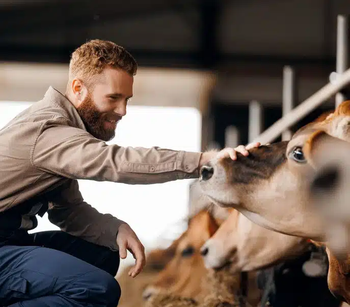 Farmer smiling while gently petting a cow inside a dairy barn.