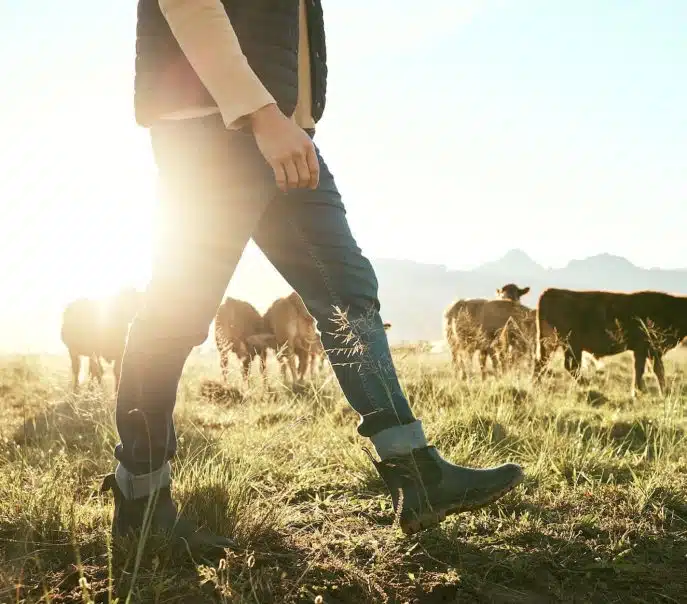 Smiling farmer crouching to pet a brown dairy cow in a barn.